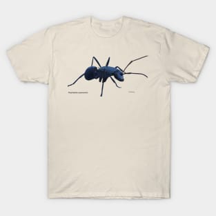 Blue ant T-Shirt